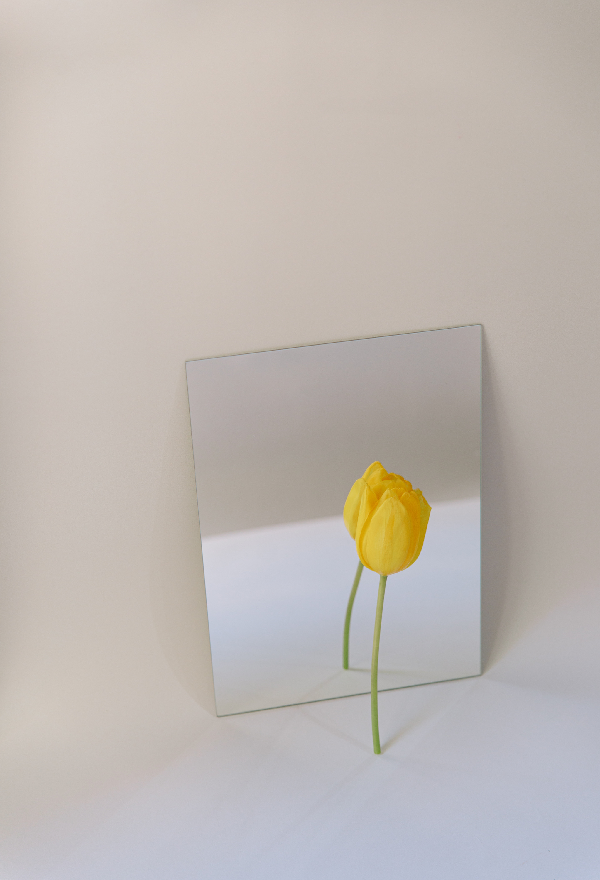 Yellow Tulip Reflected on Mirror